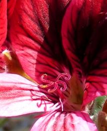 Pelargonium